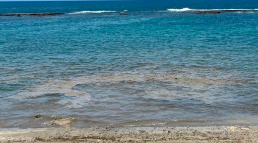 El PP urge al gobierno municipal a estudiar en profundidad la proliferación de las microalgas en Las Canteras y le insta a reactivar la Microárea Ecoturística