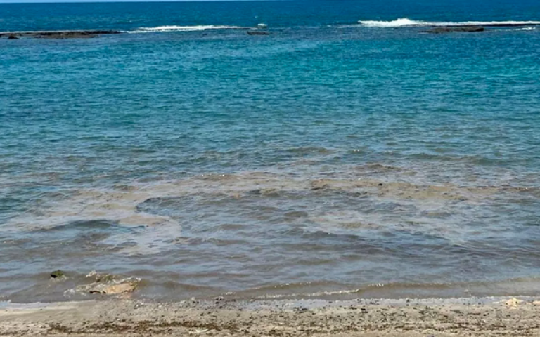 El PP urge al gobierno municipal a estudiar en profundidad la proliferación de las microalgas en Las Canteras y le insta a reactivar la Microárea Ecoturística