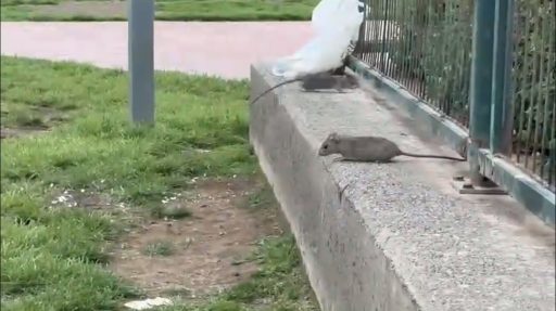 El PP pide a Carmen Luz Vargas que elimine las plagas de ratas de la ciudad